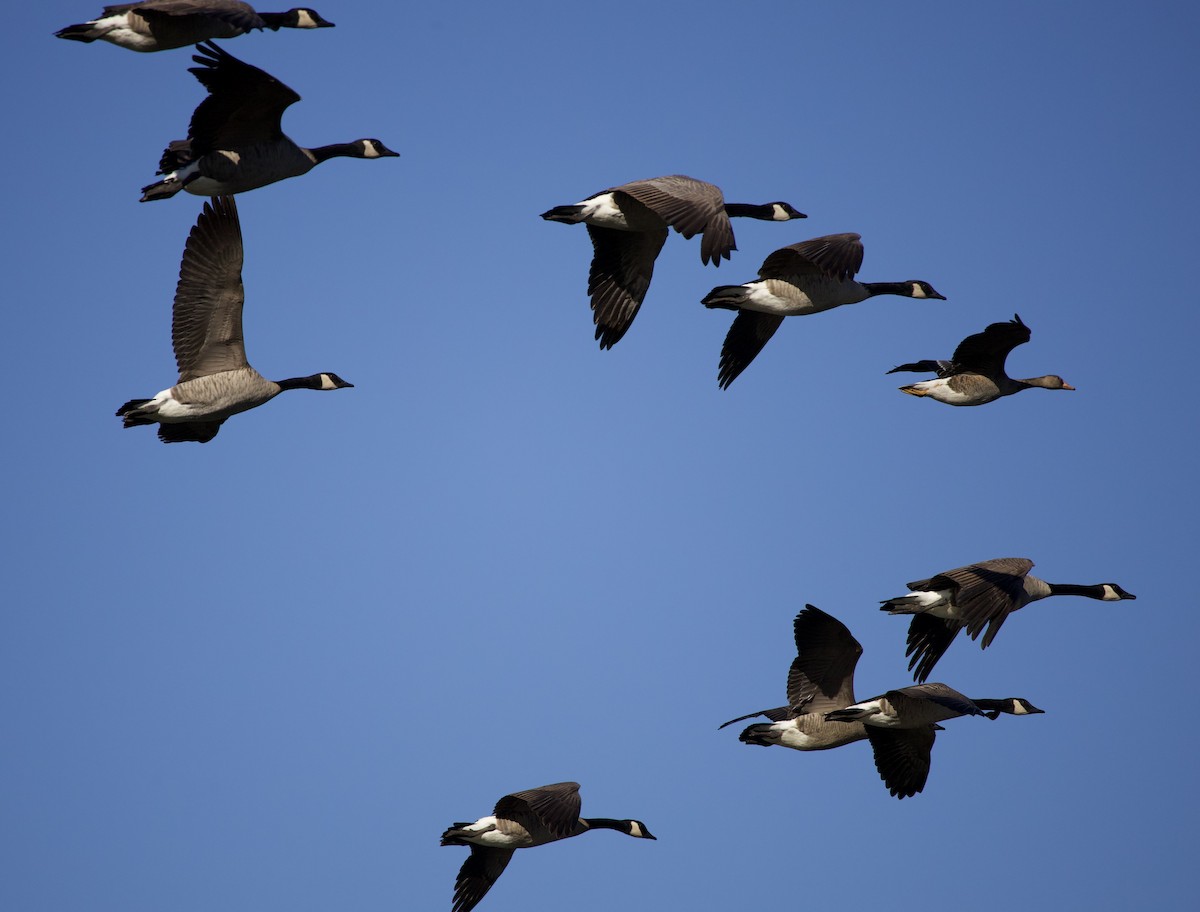 Canada Goose - ML643526502