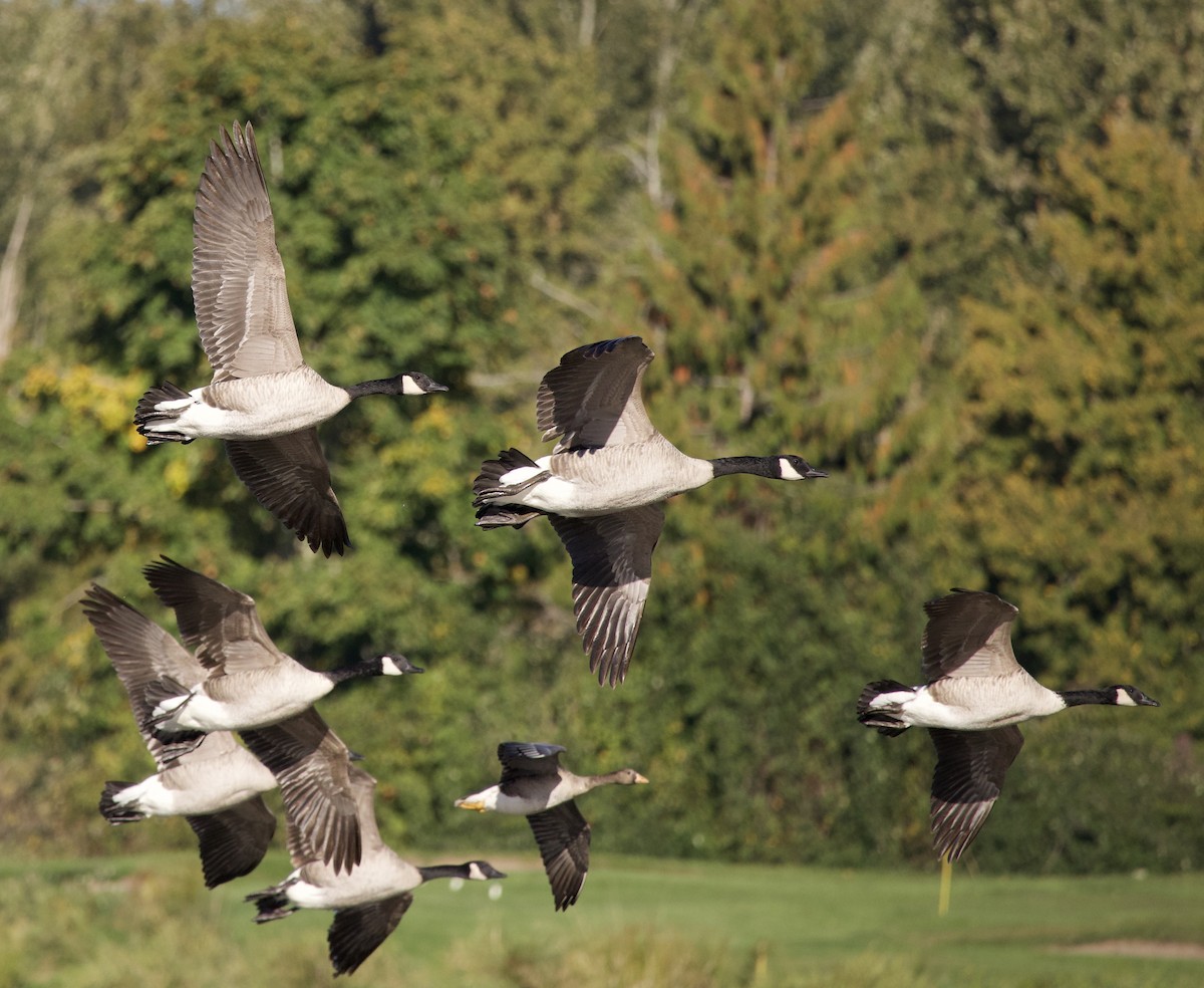 Canada Goose - ML643526503