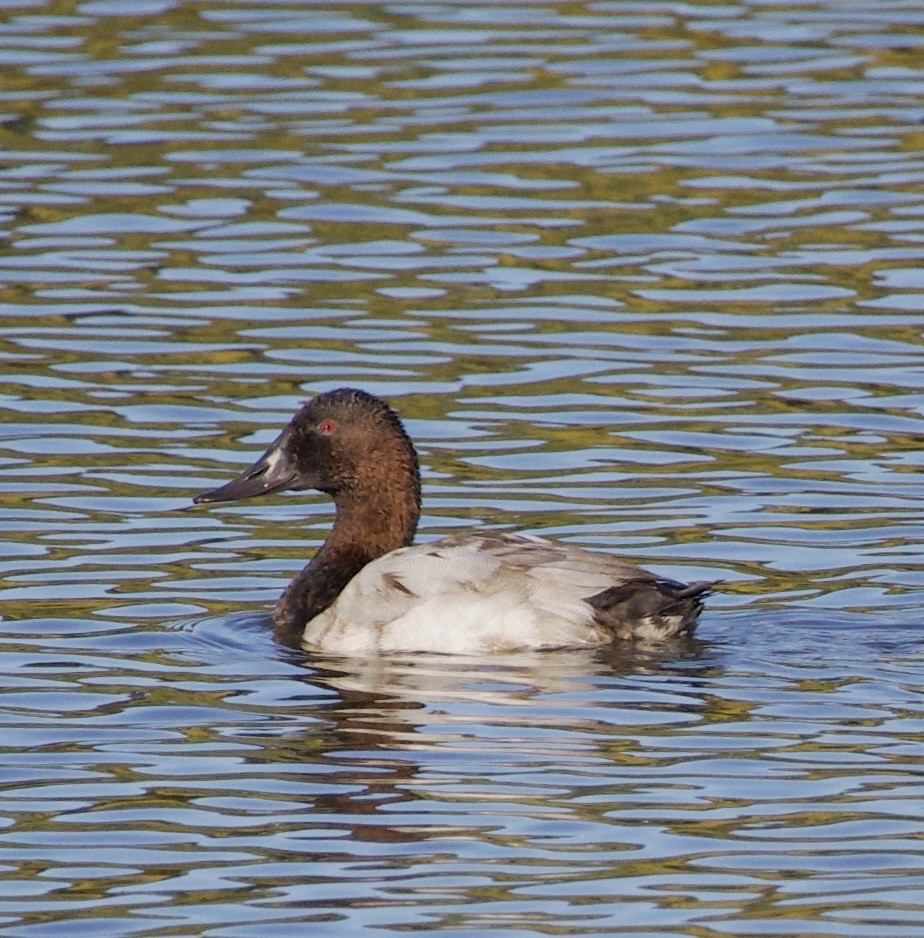Canvasback - ML643526508