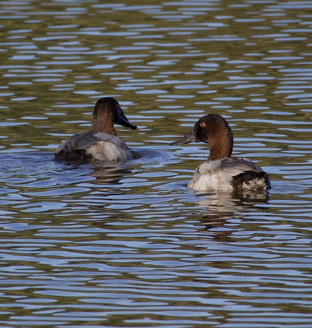 Canvasback - ML643526509