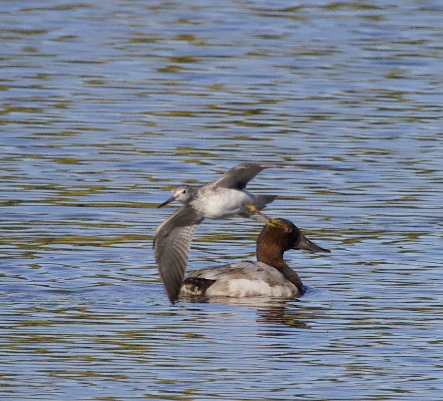 Canvasback - ML643526510
