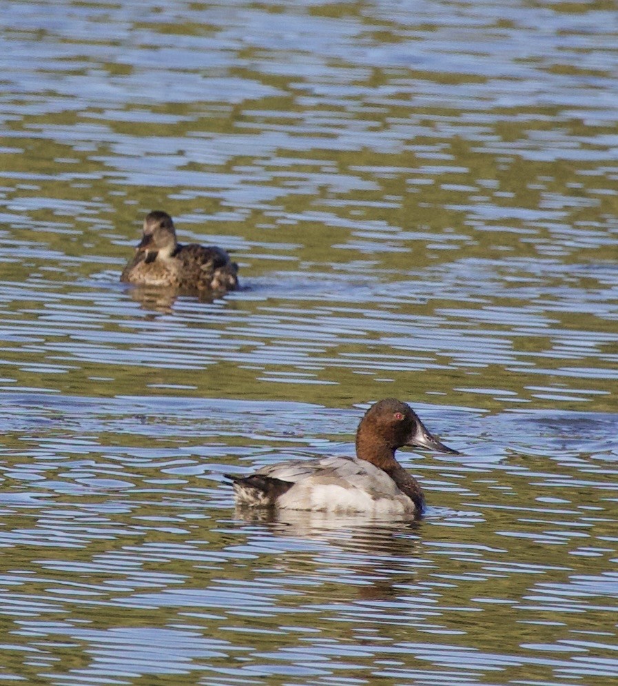 Canvasback - ML643526511