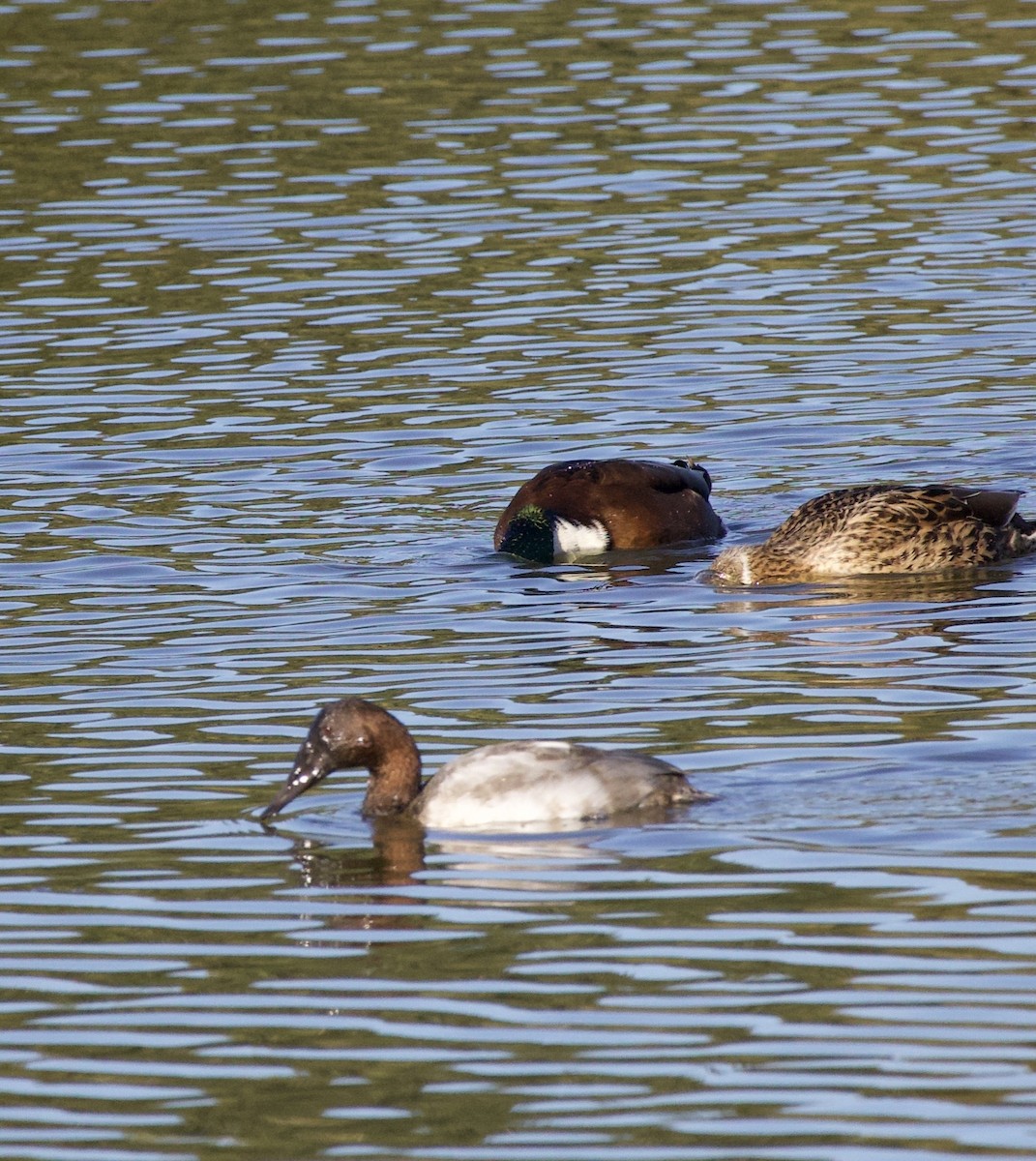 Canvasback - ML643526512