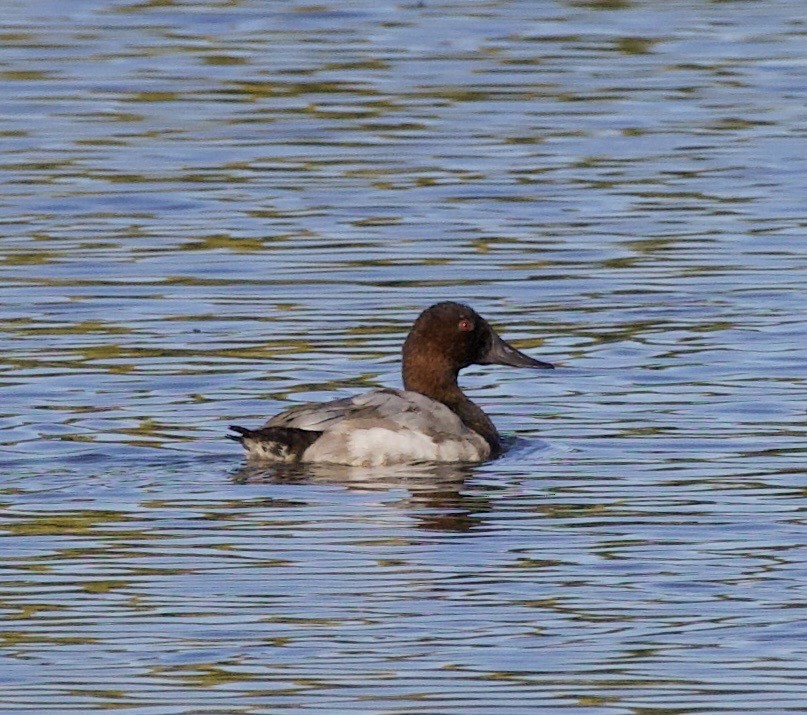 Canvasback - ML643526513