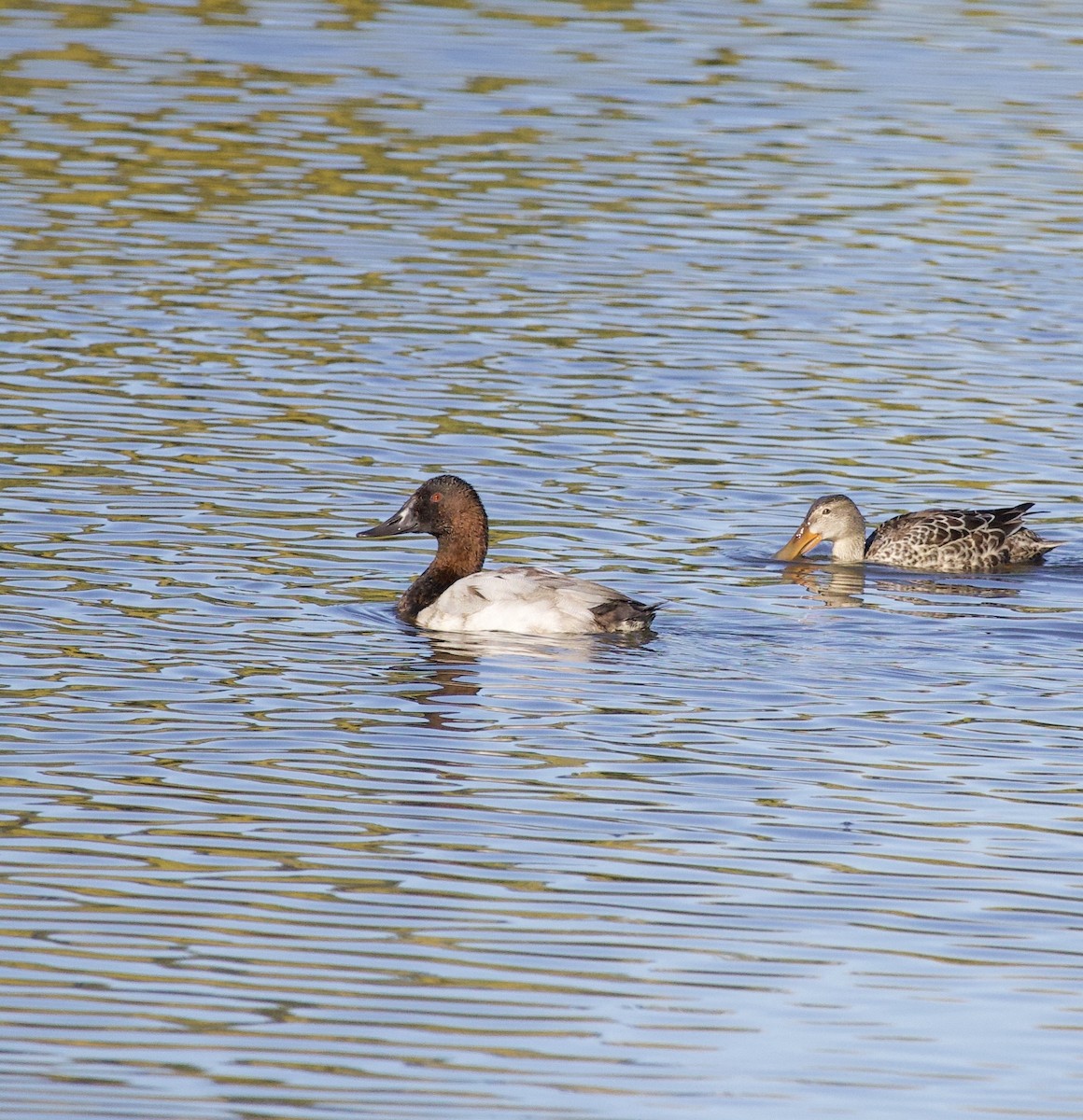 Canvasback - ML643526514