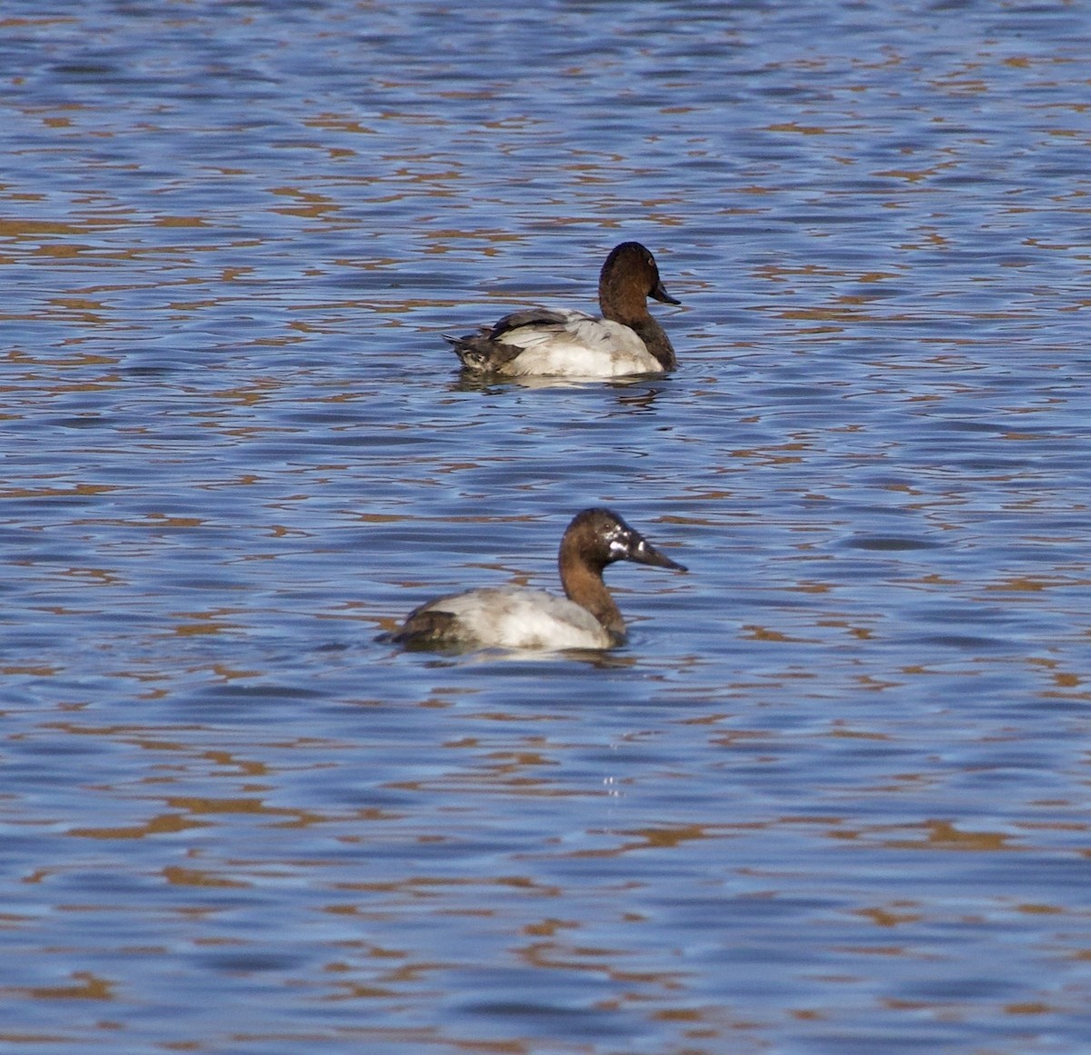 Canvasback - ML643526515