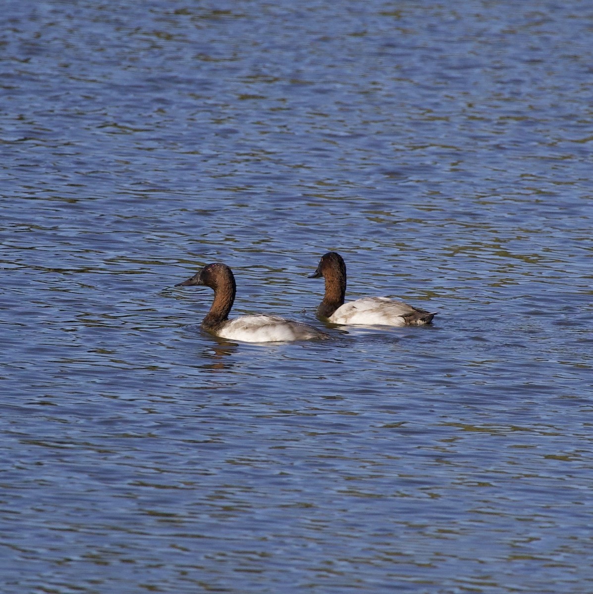 Canvasback - ML643526516