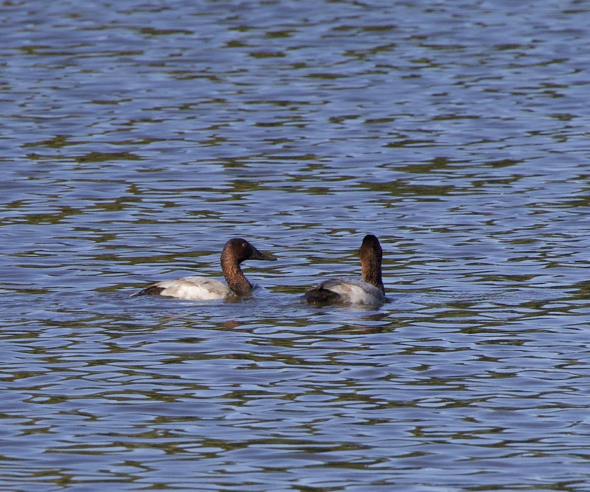 Canvasback - ML643526517