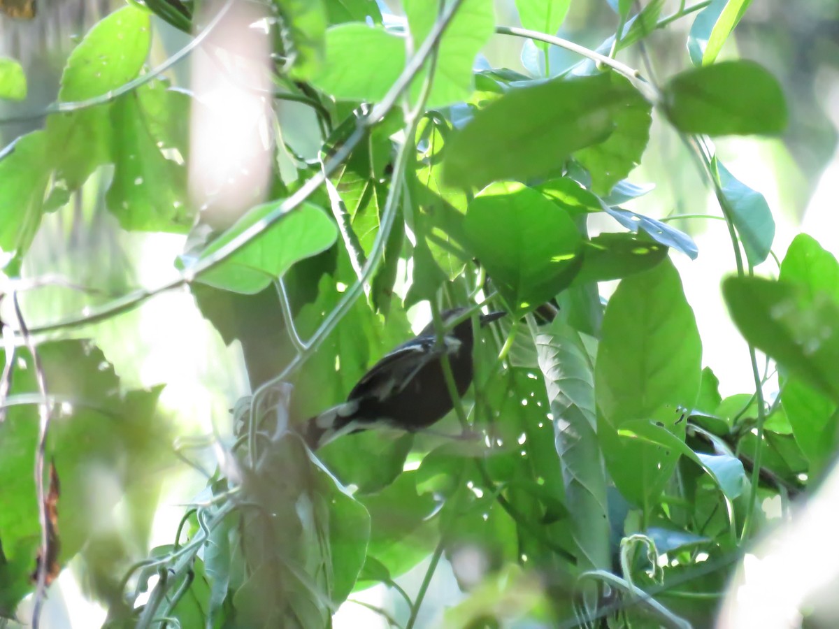Northern White-fringed Antwren - ML643526548