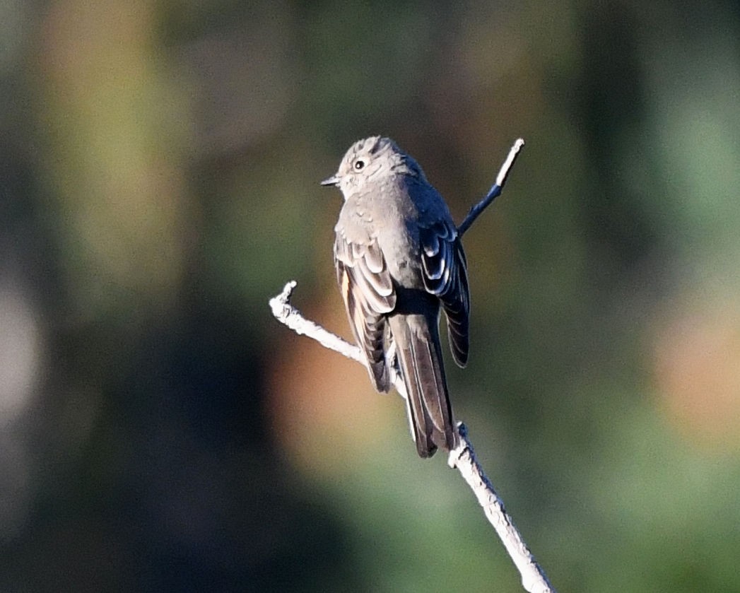 Townsend's Solitaire - ML643526575