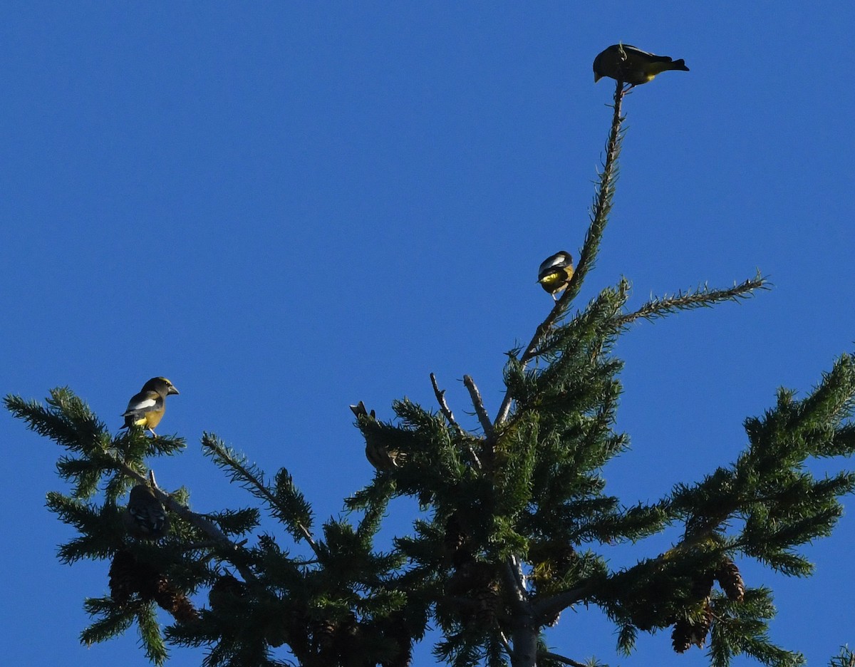 Evening Grosbeak - ML643526584
