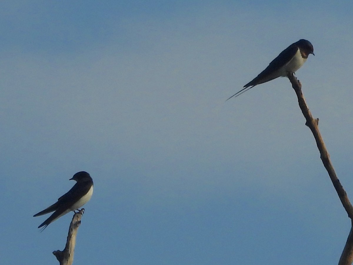 Barn Swallow - ML643526585