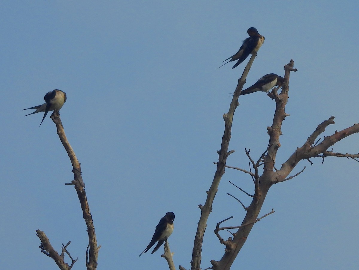 Barn Swallow - ML643526586