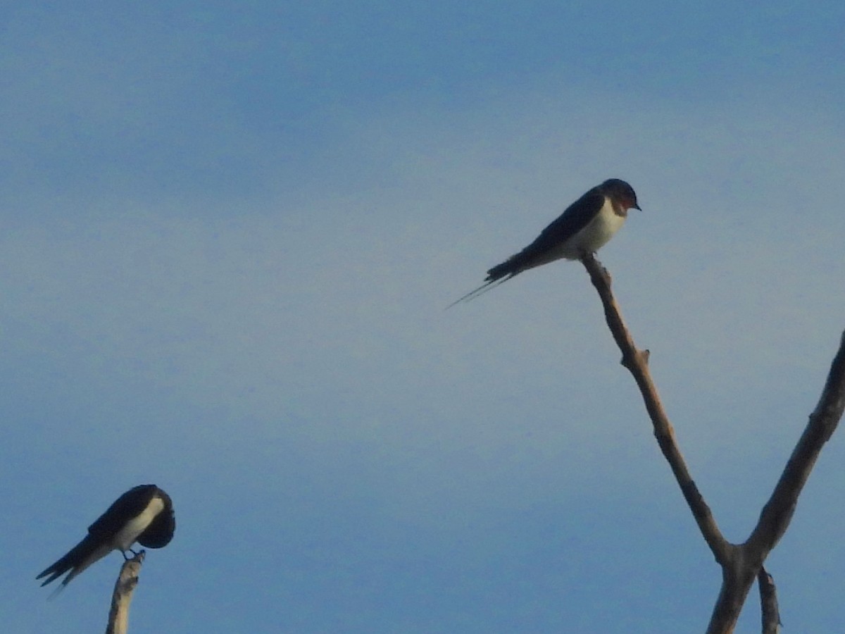 Barn Swallow - ML643526587