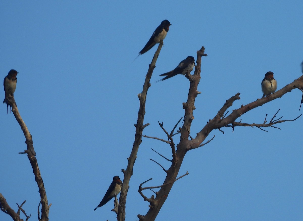 Barn Swallow - ML643526588