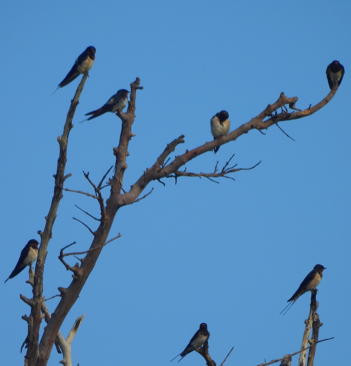 Barn Swallow - ML643526589