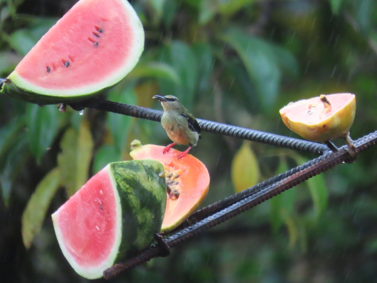 Red-legged Honeycreeper - ML643526601