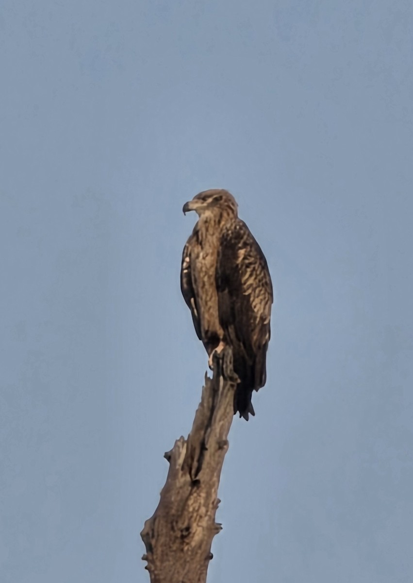 Tawny Eagle - ML643526603