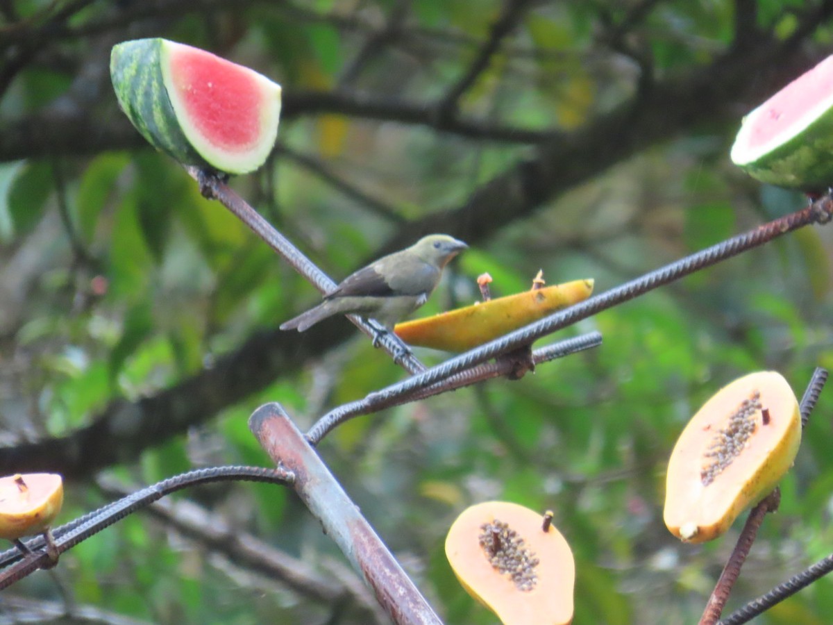 Palm Tanager - ML643526613