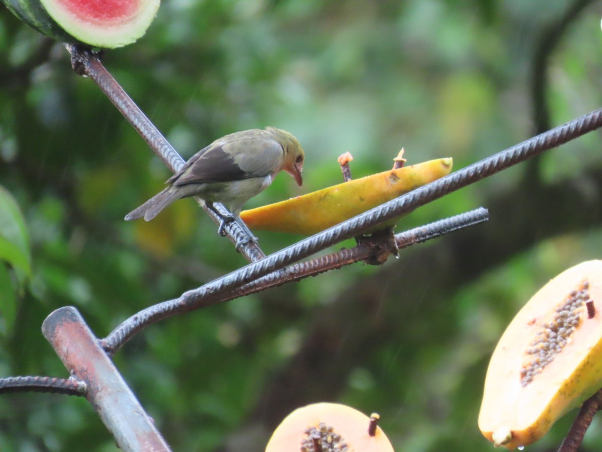 Palm Tanager - ML643526614