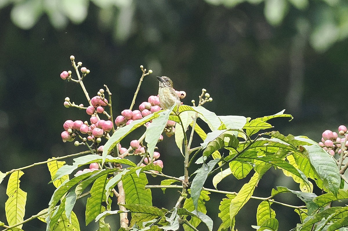 Speckled Tinkerbird - ML643526618