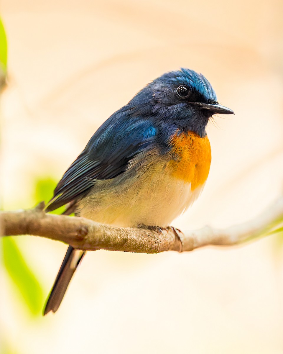 Blue-throated Flycatcher - ML643526634
