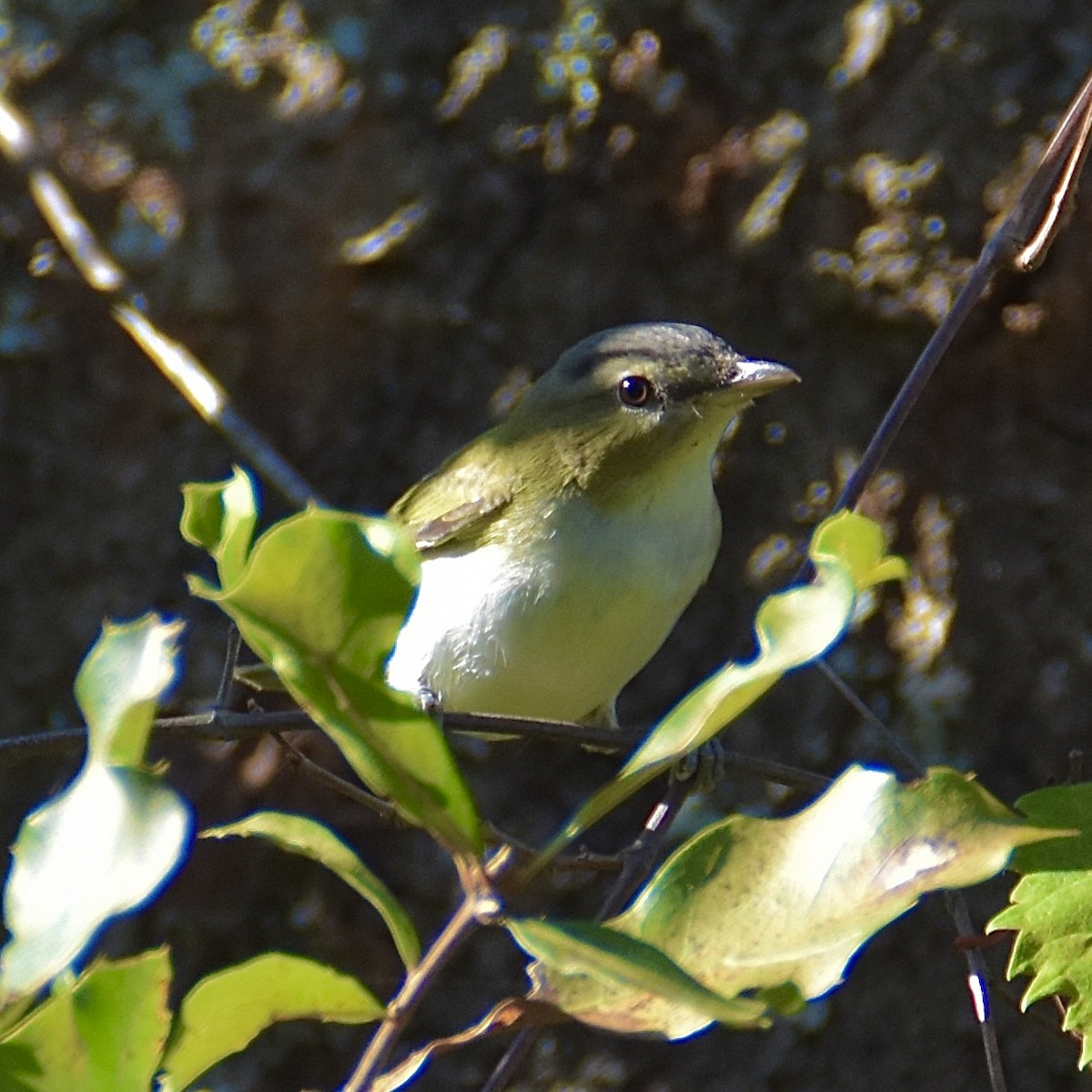 zelenáček červenooký - ML643526643