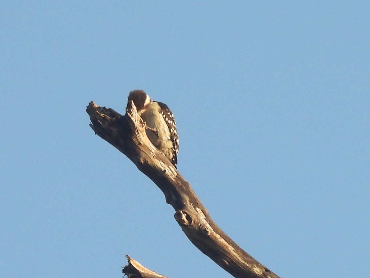 Brown-capped Pygmy Woodpecker - ML643526646