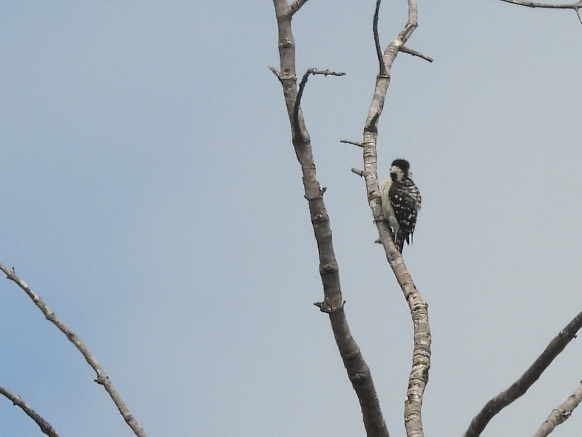 Brown-capped Pygmy Woodpecker - ML643526647