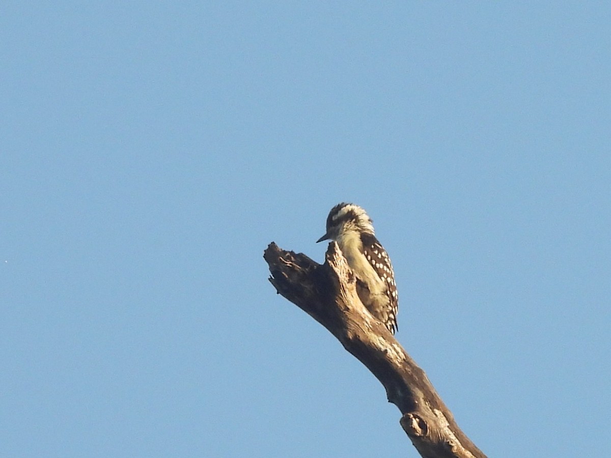 Brown-capped Pygmy Woodpecker - ML643526648