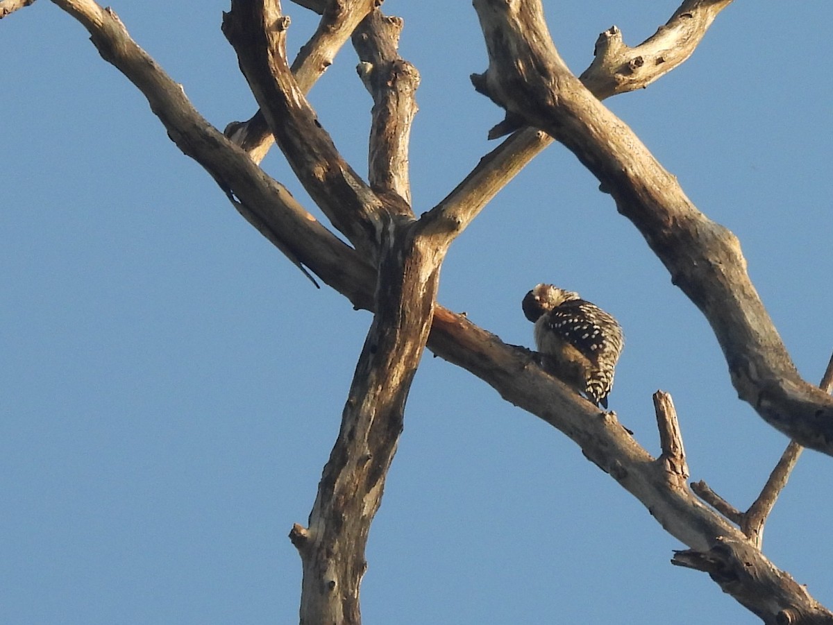 Brown-capped Pygmy Woodpecker - ML643526650