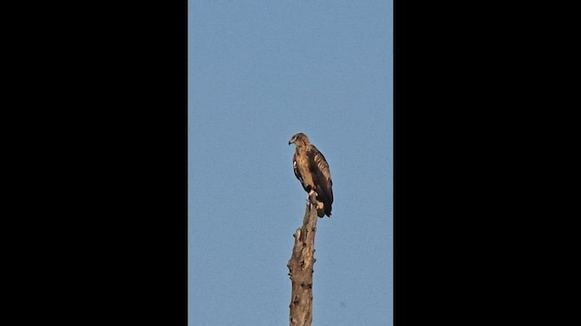 Tawny Eagle - ML643526655