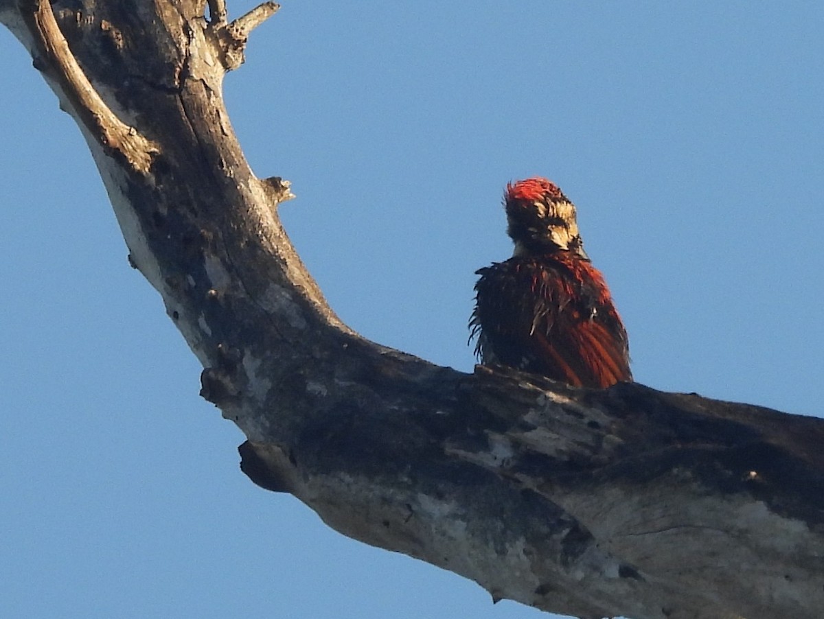 Pito Dorsirrojo - ML643526662