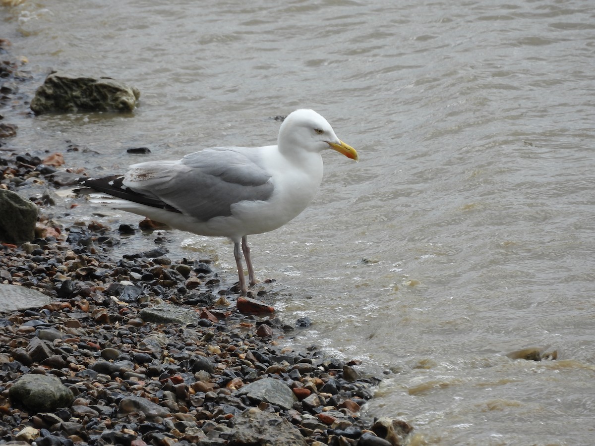 gull sp. - ML643526678