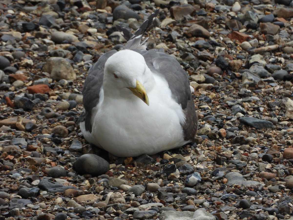 gull sp. - ML643526679