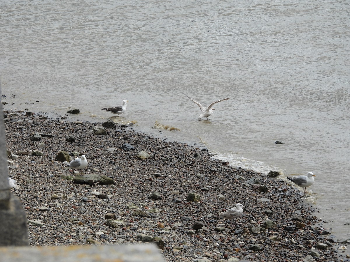 gull sp. - ML643526680