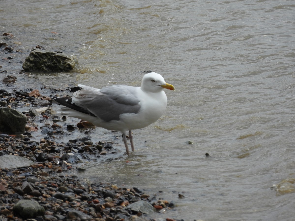 gull sp. - ML643526681
