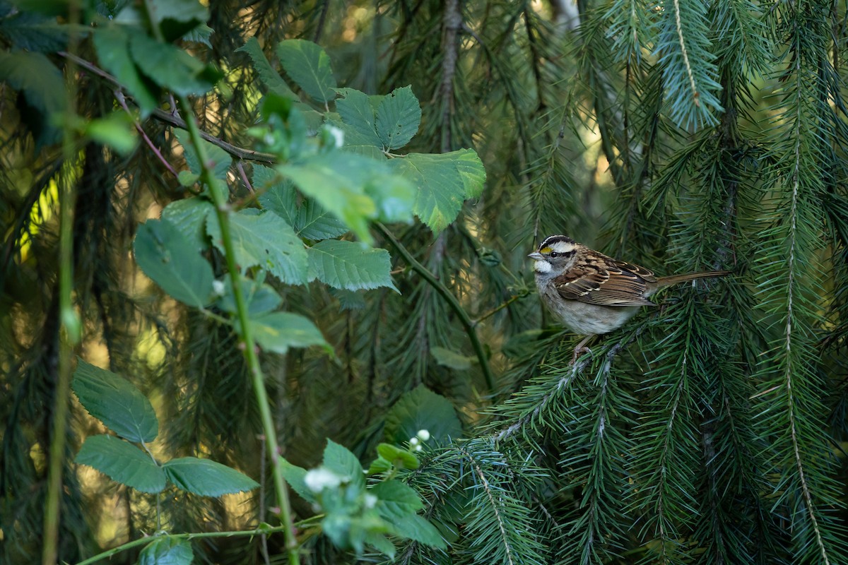 White-throated Sparrow - ML643526683