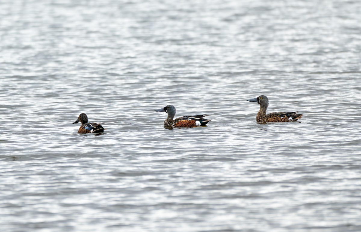 Australasian Shoveler - ML643526693