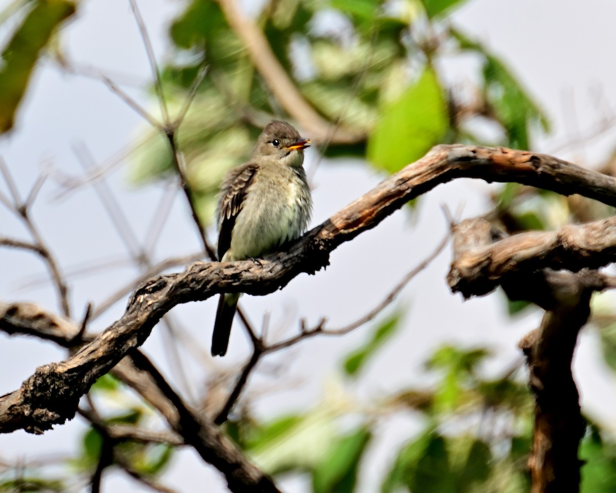 Western Wood-Pewee - ML643526702