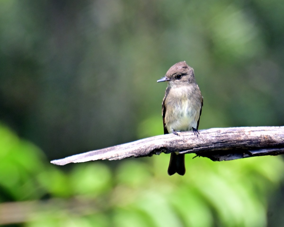 Western Wood-Pewee - ML643526703