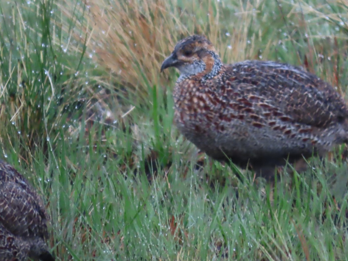 Gray-winged Francolin - ML643526711