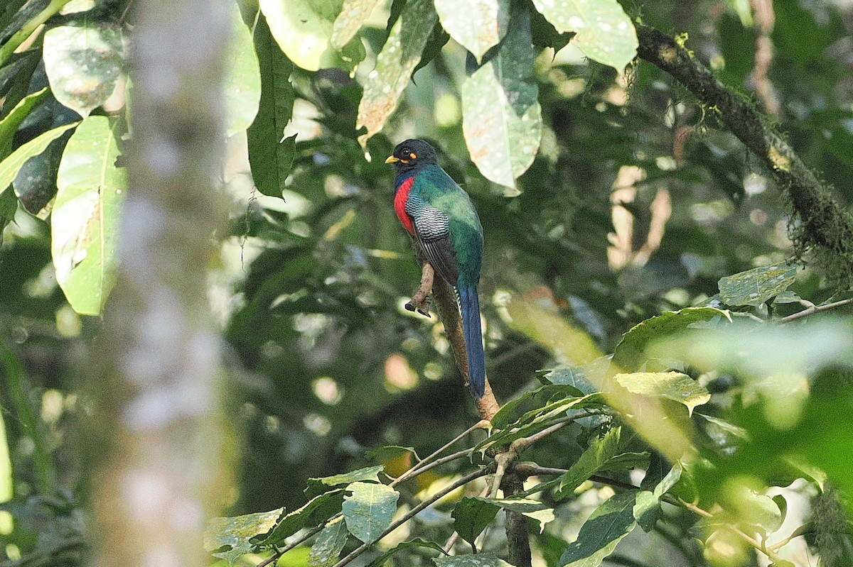 Bar-tailed Trogon - ML643526713