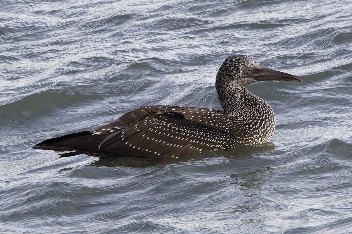 Northern Gannet - ML643526714