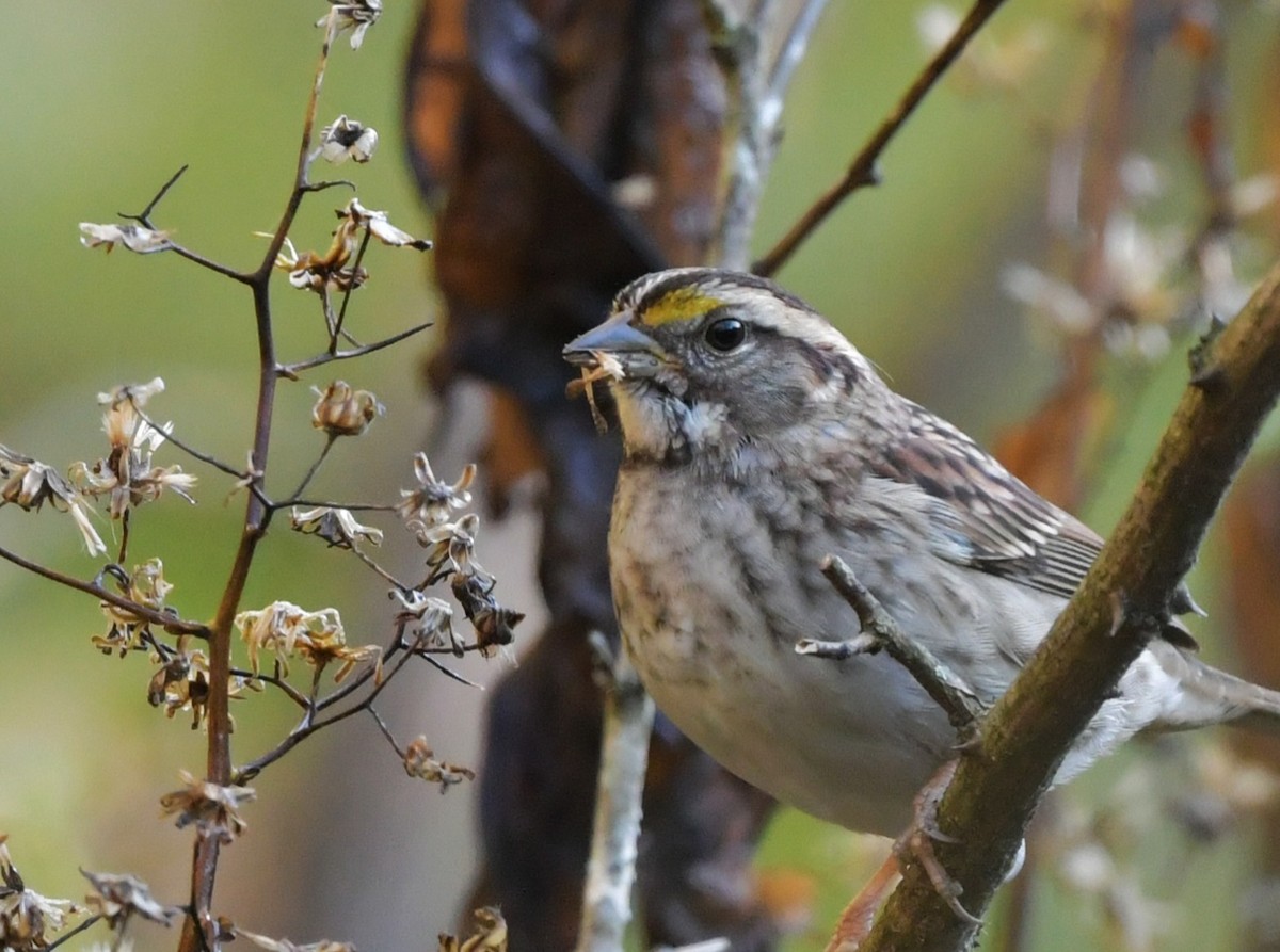 White-throated Sparrow - ML643526715