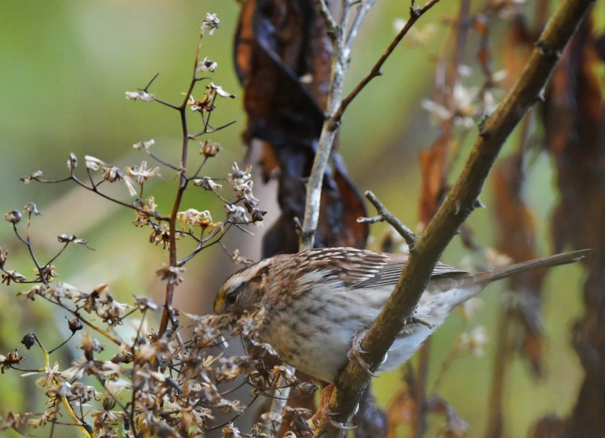 White-throated Sparrow - ML643526716