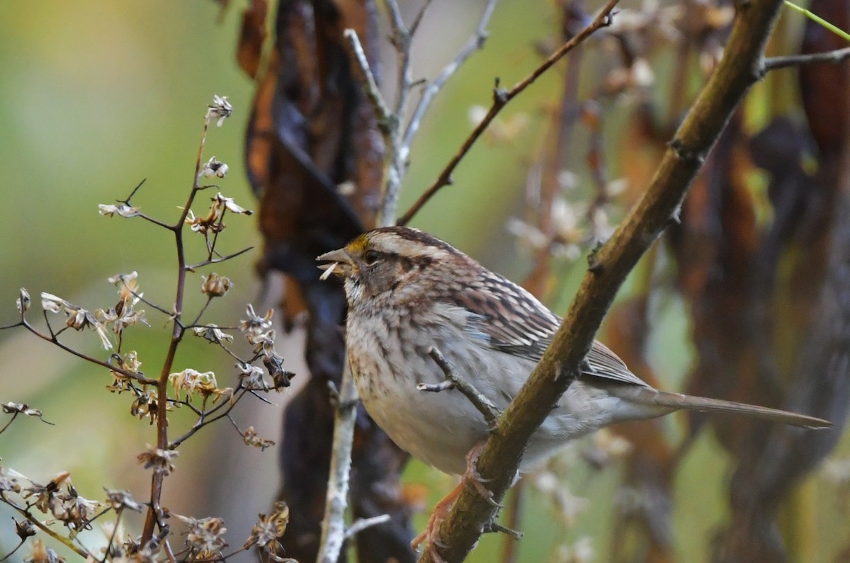 White-throated Sparrow - ML643526717