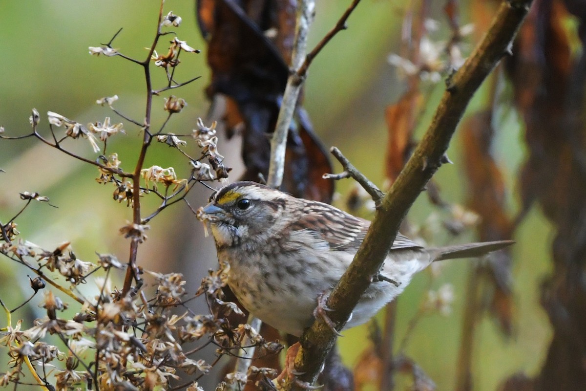 White-throated Sparrow - ML643526718