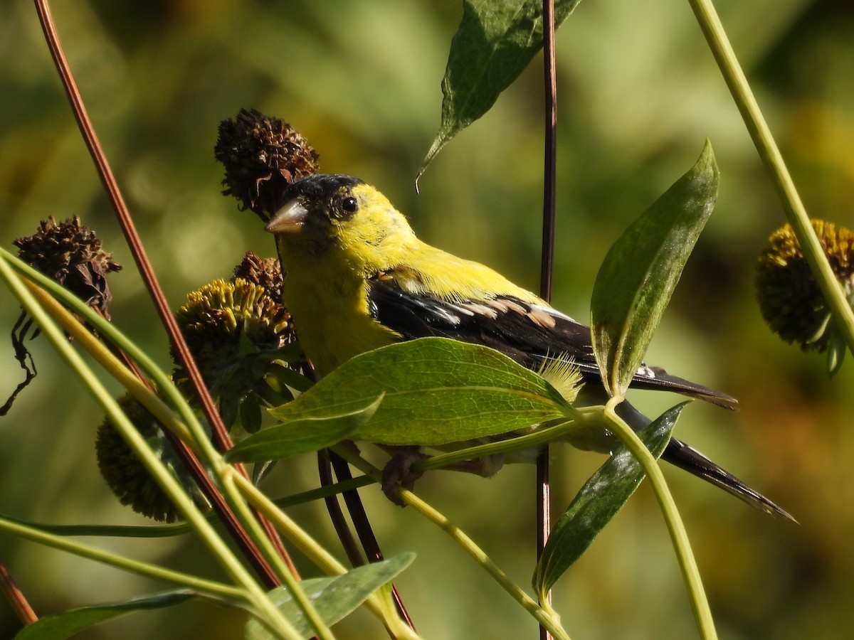 Chardonneret jaune - ML643526721
