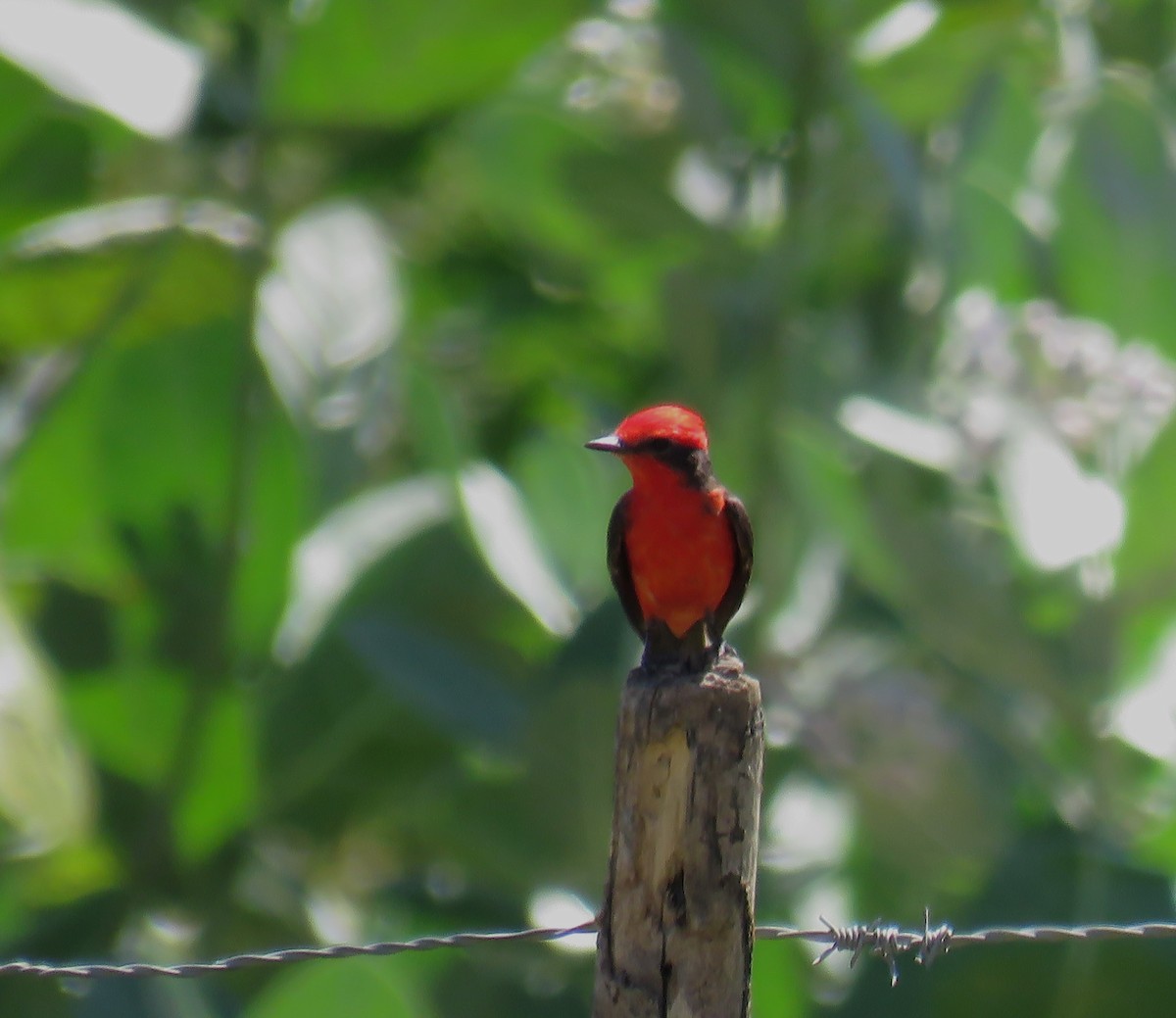 Mosquero Cardenal - ML643526724